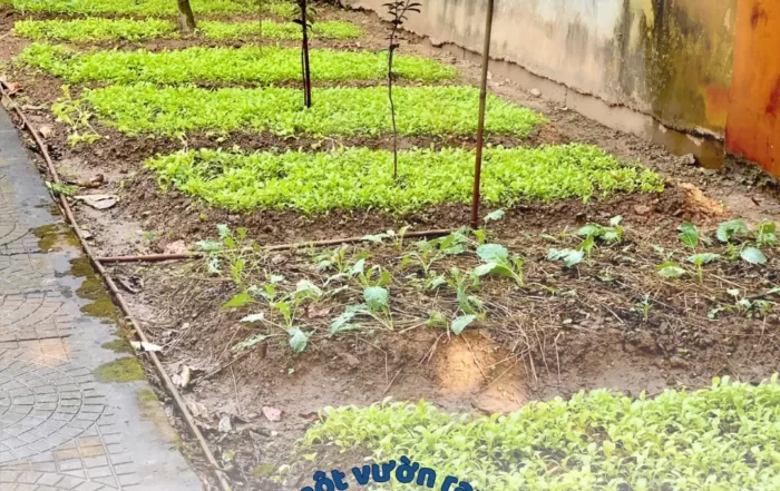 BẢN TIN 3T Edu