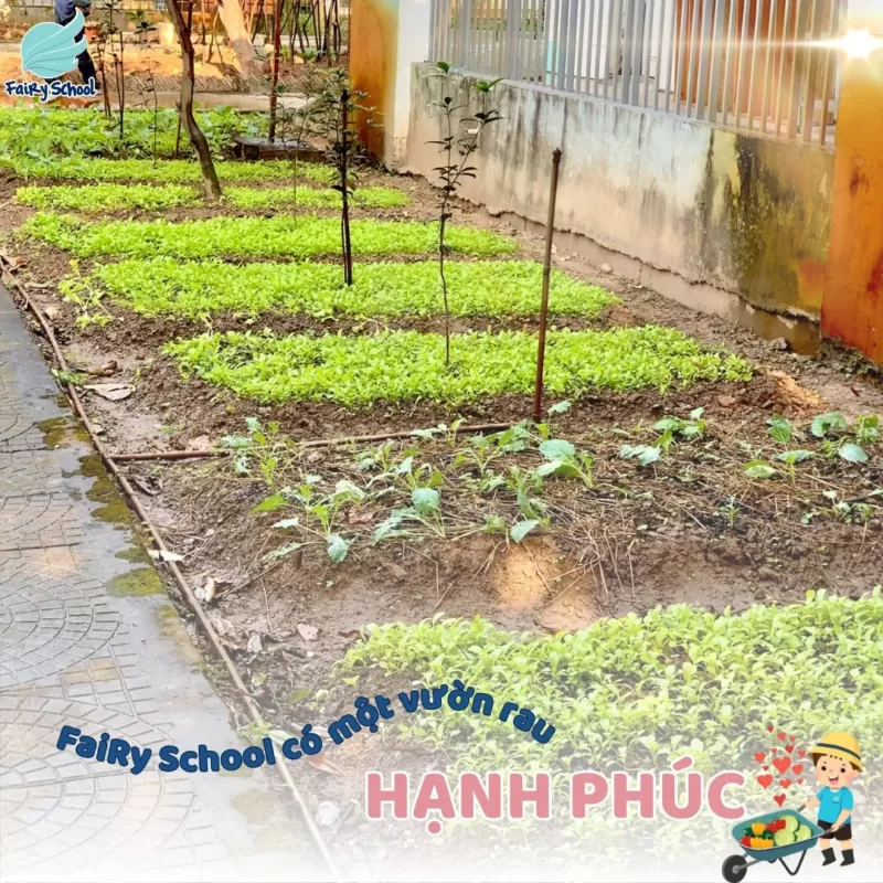 Vườn rau HẠNH PHÚC tại 3T Edu