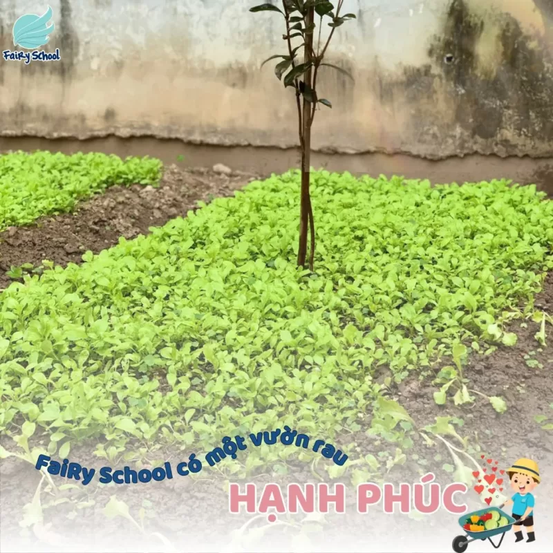 Vườn rau HẠNH PHÚC tại 3T Edu